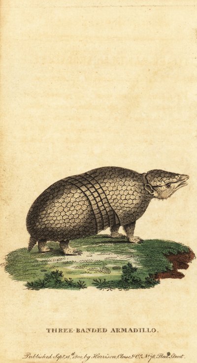 Brazilský pásovec třípásý, Tolypeutes tricinctus, 1800 (rytina) od Jacques de Seve