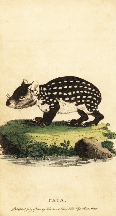 Paca nížinný nebo paca skvrnitý, Cuniculus paca., 1800 (rytina) od Jacques de Seve