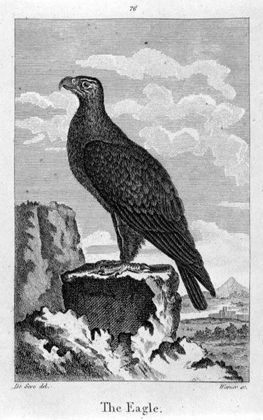 Orel, z knihy Olivera Goldsmithe "A History of the Earth and Animated Nature", vydané v Londýně. od Jacques de Seve
