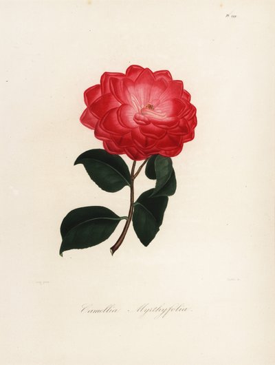 Odrůda Camellia japonica, Camellia myrthyfolia od Jakob (after) Jung