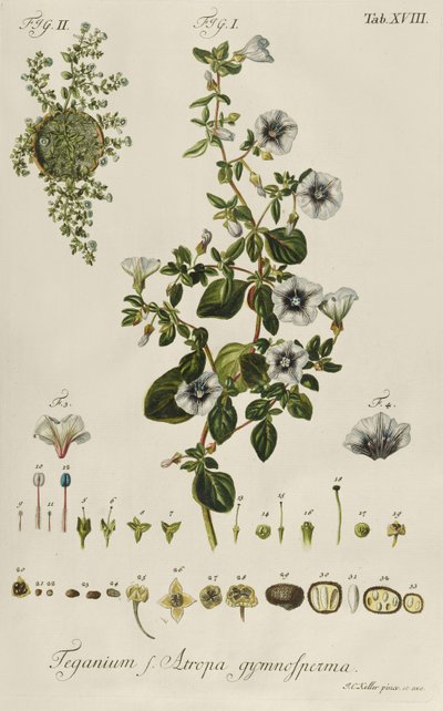 Convolvulus: Teganius f. Atropa gymnosperma z "Vzácných rostlin" od Jakob Christoph Keller