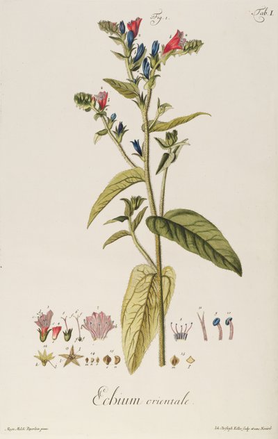 Echium: Orientale z "Icons Plantarum", kolem 1763 (rytina) od Jakob Christoph Keller