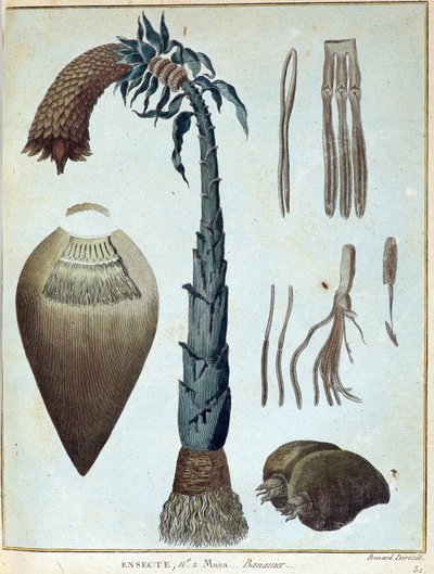 Banán - v „“ Cesta do Núbie a Habeše podniknuté k objevení pramenů Nilu v letech 1768 až 1772“, James Bruce, sv. 1, Paříž od James Bruce