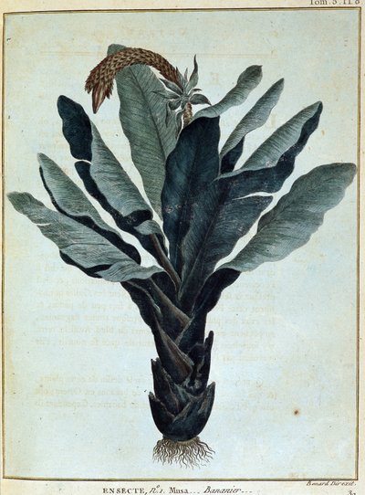 Banán - in "Cesta do Núbie a Habeše za účelem objevení pramenů Nilu v letech 1768 až 1772", James Bruce, sv. 1, Paříž. od James Bruce