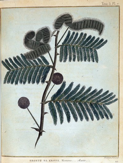 Ergett el Krone, mimóza - akácie - v „“ Putování v Núbii a Habeši podniknuté k objevení pramenů Nilu v letech 1768 a 1772“, James Bruce, sv. 1, Paříž od James Bruce