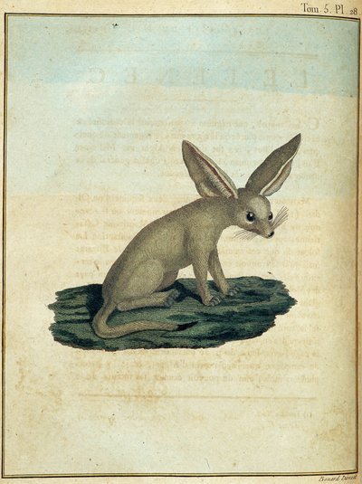 Fennec - v „“ Cesta do Núbie a Habeše podnikl objevování pramenů Nilu v letech 1768 až 1772“, James Bruce, sv. 1, Paříž od James Bruce