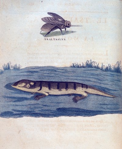 Moucha a lezard – v „“ Putování v Núbii a Habeši podniknuté k objevování pramenů Nilu v letech 1768 až 1772“, James Bruce, Paříž od James Bruce