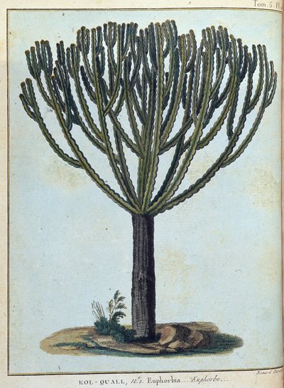 Kol-quall (Kol quall), euphorbia (kaktus) - v „“ Cesta do Núbie a Habeše podniknuté k objevení pramenů Nilu v letech 1768 až 1772“, od Jamese Bruce, sv. 1, Paříž od James Bruce