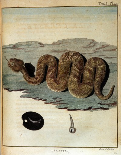 Had - v „“ Cesta do Núbie a Habeše podniknutý k objevení pramenů Nilu v letech 1768 až 1772“, James Bruce, Paříž od James Bruce