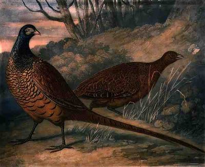 Bažanti, deska 2 British Feather Game, vyryl Charles Turner (1773-1857), pub. od R. Ackermanna, kolem 1810 (mezzotintová rytina) od James (after) Barenger