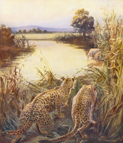 Svatá země: (barevná litografie): Leopardi v "Pýše Jordánska" (barevná litografie) od James (after) Clark