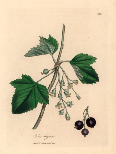 Strom černého rybízu, Ribes nigrum, z botanické ilustrace Jamese Sowerbyho z William Woodville a Sira Williama Jacksona Hookera „Medical Botany“ 1832 (ručně kolorovaná mědirytina) od James (after) Sowerby