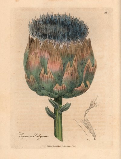 Modře a fialově květovaný artyčok, Cynara scolymus, z botanické ilustrace Jamese Sowerbyho z Williama Woodvilla a Sira Williama Jacksona Hookera „Medical Botany“ 1832 (ručně kolorovaná mědirytina) od James (after) Sowerby