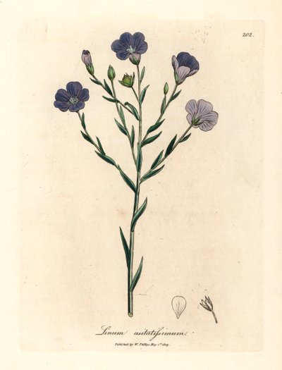 Modrý květovaný len, Linum usitatissimum, z botanické ilustrace Jamese Sowerbyho z William Woodville a Sira Williama Jacksona Hookera „Medical Botany“ 1832 (ručně kolorovaná mědirytina) od James (after) Sowerby