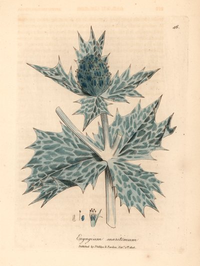 Mořská cesmína nebo eryngo s modrými květy, Eryngium maritinum, z botanické ilustrace Jamese Sowerbyho z William Woodville a Sira Williama Jacksona Hookera „Medical Botany“ 1832 (ručně kolorovaná mědirytina) od James (after) Sowerby