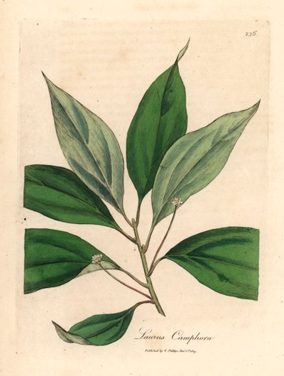 Kafrovník, Laurus camphora, z botanické ilustrace Jamese Sowerbyho z Williama Woodvilla a Sira Williama Jacksona Hookera „Medical Botany“ 1832 (ručně kolorovaná mědirytina) od James (after) Sowerby