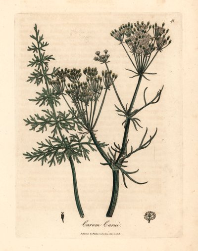 Kmín obecný, Carum carui, z botanické ilustrace Jamese Sowerbyho z Williama Woodvilla a Sira Williama Jacksona Hookera „Lékařská botanika“ 1832 (ručně kolorovaná mědirytina) od James (after) Sowerby