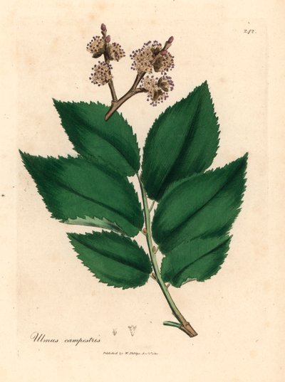 Jilm obecný, Ulmus campestris, z botanické ilustrace Jamese Sowerbyho z William Woodville a Sira Williama Jacksona Hookera „Lékařská botanika“ 1832 (ručně kolorovaná mědirytina) od James (after) Sowerby