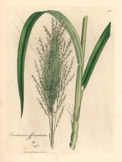 Obyčejná cukrová třtina, Saccharum officinarum, z botanické ilustrace Jamese Sowerbyho z Williama Woodvilla a Sira Williama Jacksona Hookera „Medical Botany“ 1832 (ručně kolorovaná mědirytina) od James (after) Sowerby