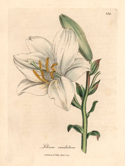 Obyčejná bílá lilie, Lilium candidum, z botanické ilustrace Jamese Sowerbyho z Williama Woodvilla a Sira Williama Jacksona Hookera „Medical Botany“ 1832 (ručně kolorovaná mědirytina) od James (after) Sowerby