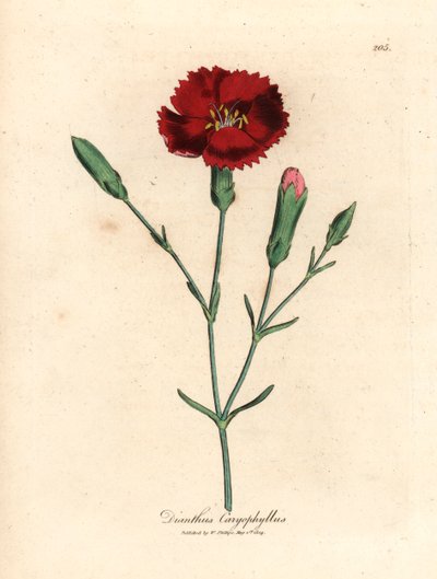 Karmínový karafiát, hřebíček růžový, Dianthus caryophyllus, z botanické ilustrace Jamese Sowerbyho z Williama Woodvilla a Sira Williama Jacksona Hookera „Medical Botany“ 1832 (ručně kolorovaná mědirytina) od James (after) Sowerby