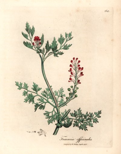 Karmínově květovaný fumitory, Fumaria officinalis, z botanické ilustrace Jamese Sowerbyho z Williama Woodvilla a Sira Williama Jacksona Hookera „Medical Botany“ 1832 (ručně kolorovaná mědirytina) od James (after) Sowerby