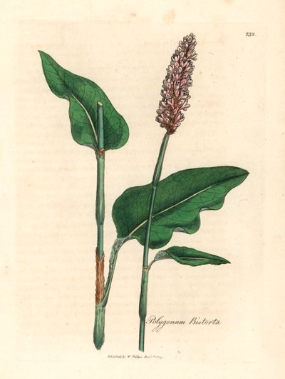 Větší bistort, Polygonum bistorta, z botanické ilustrace Jamese Sowerbyho z Williama Woodvilla a Sira Williama Jacksona Hookera „Lékařská botanika“ 1832 (ručně kolorovaná mědirytina) od James (after) Sowerby