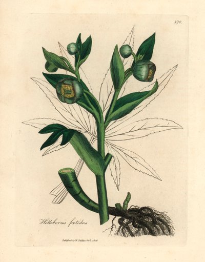 Zeleně květovaný páchnoucí čemeřice neboli medvědí noha, Helleborus foetidus, z botanické ilustrace Jamese Sowerbyho z William Woodville a Sira Williama Jacksona Hookera „Lékařská botanika“ 1832 (ručně kolorovaná mědirytina) od James (after) Sowerby
