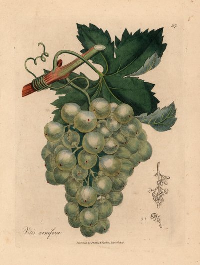 Zelené hrozny, vinná réva a listy, Vitis vinifera, z botanické ilustrace Jamese Sowerbyho z William Woodville a Sira Williama Jacksona Hookera „Medical Botany“ 1832 (ručně kolorovaná mědirytina) od James (after) Sowerby