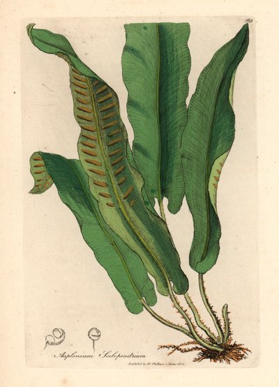 Kapradina jeleňovitá, Asplenium scolopendrium, z botanické ilustrace Jamese Sowerbyho z Williama Woodvilla a Sira Williama Jacksona Hookera „Lékařská botanika“ 1832 (ručně kolorovaná mědirytina) od James (after) Sowerby