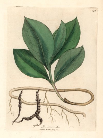 Ipecacuan, Ipecacuanha, z botanické ilustrace Jamese Sowerbyho z knihy William Woodville a Sira Williama Jacksona Hookera „Lékařská botanika“ 1832 (ručně kolorovaná mědirytina) od James (after) Sowerby