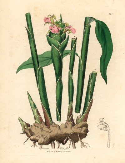 Nízkolistý zázvor, Zingiber officinale, z botanické ilustrace Jamese Sowerbyho z Williama Woodvilla a Sira Williama Jacksona Hookera „Medical Botany“ 1832 (ručně kolorovaná mědirytina) od James (after) Sowerby