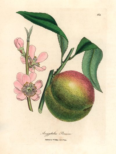 Broskvoň se zralým ovocem a růžovými květy, Amygdalus persica, z botanické ilustrace Jamese Sowerbyho z William Woodville a Sira Williama Jacksona Hookera „Medical Botany“ 1832 (ručně kolorovaná mědirytina) od James (after) Sowerby