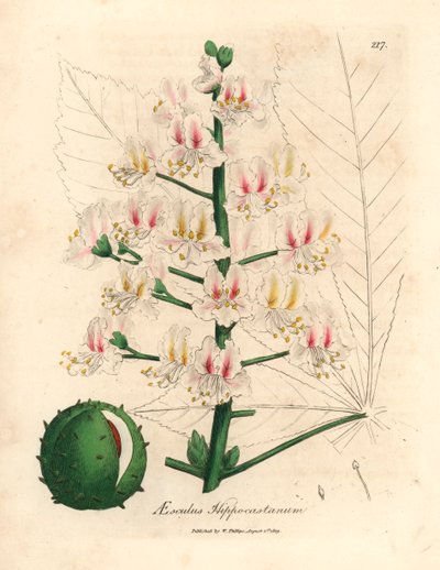 Růžový květ a plod jírovce, Aesculus hippocastanum, z botanické ilustrace Jamese Sowerbyho z William Woodville a Sira Williama Jacksona Hookera "Medical Botany" 1832 (ručně kolorovaná mědirytina) od James (after) Sowerby