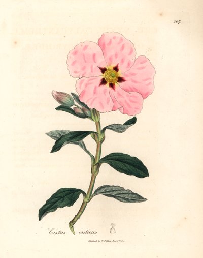 Růžově květovaný krétský cistus, Cistus creticus, z botanické ilustrace Jamese Sowerbyho z Williama Woodvilla a Sira Williama Jacksona Hookera „Medical Botany“ 1832 (ručně kolorovaná mědirytina) od James (after) Sowerby