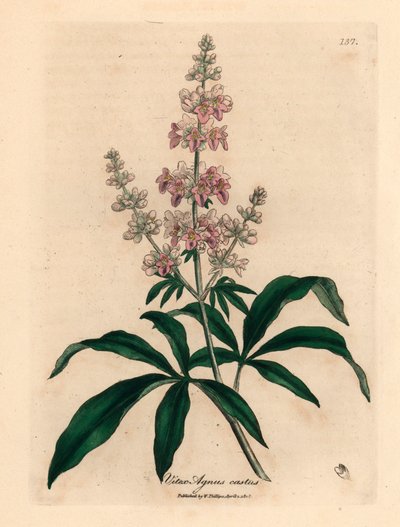 Růžově květovaný cudný strom, Vitex agnus castus, z botanické ilustrace Jamese Sowerbyho z Williama Woodvilla a Sira Williama Jacksona Hookera „Medical Botany“ 1832 (ručně kolorovaná mědirytina) od James (after) Sowerby