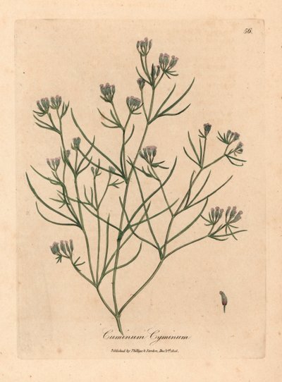 Růžově květovaný kmín, Cuminum cyminum, z botanické ilustrace Jamese Sowerbyho z William Woodville a Sira Williama Jacksona Hookera „Medical Botany“ 1832 (ručně kolorovaná mědirytina) od James (after) Sowerby