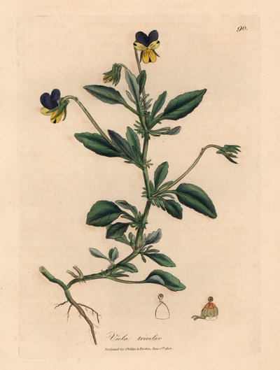 Fialová a žlutá maceška, Viola tricolor, z botanické ilustrace Jamese Sowerbyho z William Woodville a Sira Williama Jacksona Hookera „Medical Botany“ 1832 (ručně kolorovaná mědirytina) od James (after) Sowerby