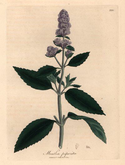 Fialově květovaná máta peprná, Mentha piperita, z botanické ilustrace Jamese Sowerbyho z William Woodville a Sira Williama Jacksona Hookera „Medical Botany“ 1832 (ručně kolorovaná mědirytina) od James (after) Sowerby