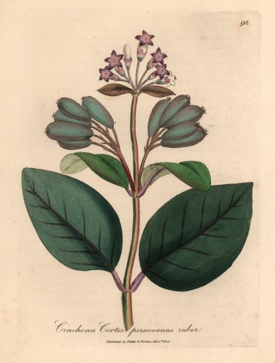 Fialově květovaný červený peruánský kůrový strom, Cinchona cortex peruvianus ruber, z botanické ilustrace Jamese Sowerbyho z William Woodville a Sira Williama Jacksona Hookera „Medical Botany“ 1832 (ručně kolorovaná mědirytina) od James (after) Sowerby