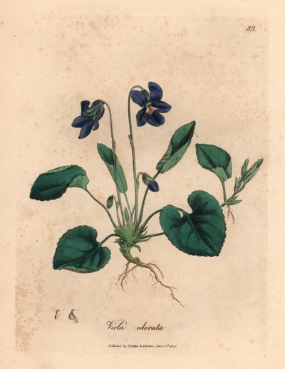 Fialově květovaná sladká fialka, Viola odorata, z botanické ilustrace Jamese Sowerbyho z William Woodville a Sira Williama Jacksona Hookera „Medical Botany“ 1832 (ručně kolorovaná mědirytina) od James (after) Sowerby