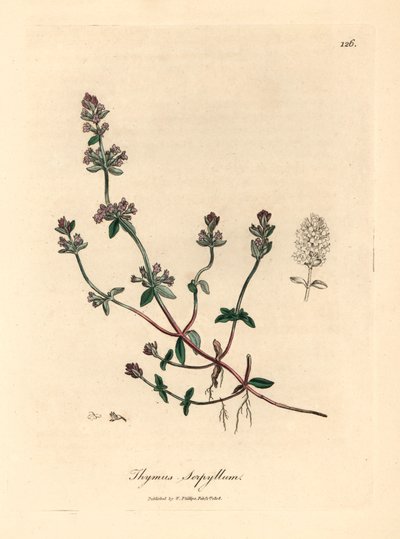 Fialově květovaný divoký tymián, Thymus serpyllum, z botanické ilustrace Jamese Sowerbyho z William Woodville a Sira Williama Jacksona Hookera „Medical Botany“ 1832 (ručně kolorovaná mědirytina) od James (after) Sowerby
