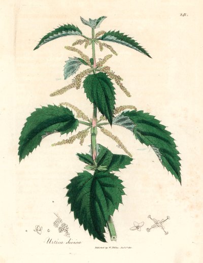 Kopřiva dvoudomá, Urtica dioica, z botanické ilustrace Jamese Sowerbyho z knihy William Woodville a Sira Williama Jacksona Hookera „Medical Botany“ 1832 (ručně kolorovaná mědirytina) od James (after) Sowerby