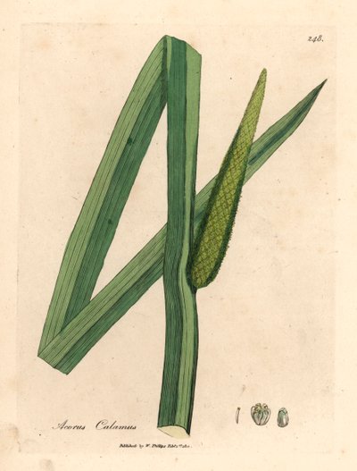 Sladká vlajka, Acorus calamus, z botanické ilustrace Jamese Sowerbyho od Williama Woodvilla a Sira Williama Jacksona Hookera „Lékařská botanika“ 1832 (ručně kolorovaná mědirytina) od James (after) Sowerby