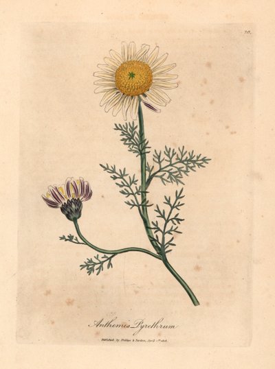 Bílý a žlutý španělský heřmánek, Anthemis pyrethrum, z botanické ilustrace Jamese Sowerbyho z William Woodville a Sira Williama Jacksona Hookera „Lékařská botanika“ 1832 (ručně kolorovaná mědirytina) od James (after) Sowerby