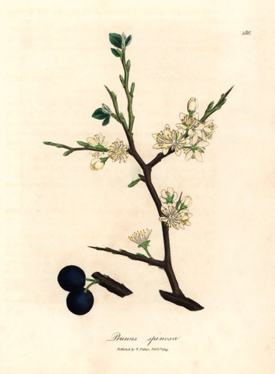Bílé květy a modré bobule trnkového stromu Prunus spinosa z botanické ilustrace Jamese Sowerbyho z William Woodville a Sira Williama Jacksona Hookera „Medical Botany“ 1832 (ručně kolorovaná mědirytina) od James (after) Sowerby