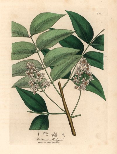 Bíle rozkvetlý mahagonový strom, Swietenia mahogani, z botanické ilustrace Jamese Sowerbyho z William Woodville a Sira Williama Jacksona Hookera „Medical Botany“ 1832 (ručně kolorovaná mědirytina) od James (after) Sowerby
