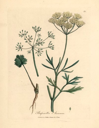 Bílý květovaný anýz, Pimpinella anisum, z botanické ilustrace Jamese Sowerbyho z William Woodville a Sira Williama Jacksona Hookera „Medical Botany“ 1832 (ručně kolorovaná mědirytina) od James (after) Sowerby