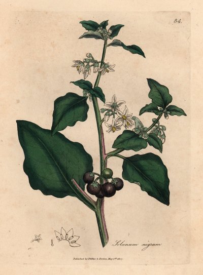 Bílé květy, černé bobule, lilek zahradní, Solanum nigrum, z botanické ilustrace Jamese Sowerbyho z Williama Woodvilla a Sira Williama Jacksona Hookera „Medical Botany“ 1832 (ručně kolorovaná mědirytina) od James (after) Sowerby