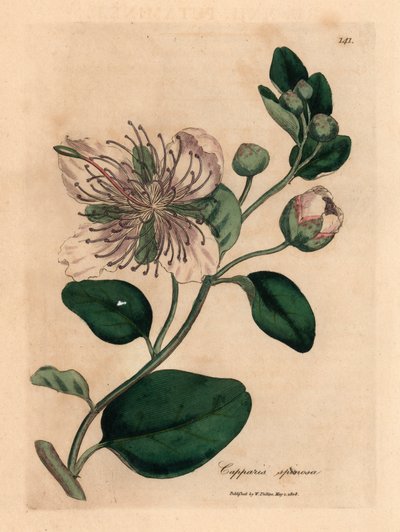 Bílý květovaný keř kapary, Capparis spinosa, z botanické ilustrace Jamese Sowerbyho z William Woodville a Sira Williama Jacksona Hookera „Medical Botany“ 1832 (ručně kolorovaná mědirytina) od James (after) Sowerby